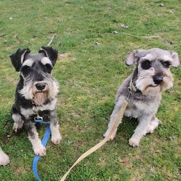 Miniature Schnauzer puppies from KK Schnauzers
