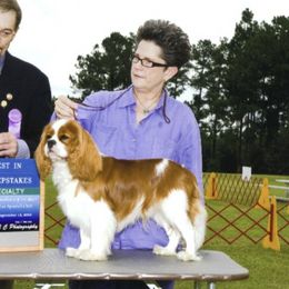 Cavalier King Charles Spaniel All Grown Up from Wellsworth CKCS