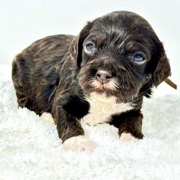 Brown collar boy - Brown and tan male Cockapoo puppy in Oologah, Oklahoma from Timber Hills Poodles and Doodles