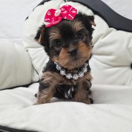 Libby - Blue and gold female Yorkshire Terrier puppy in Monticello, Iowa from Ashley’s Puppies