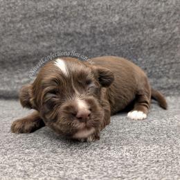 Chocolate Mousse - Chocolate male Havanese puppy in Marysville, Ohio from Sweet Confections Havanese
