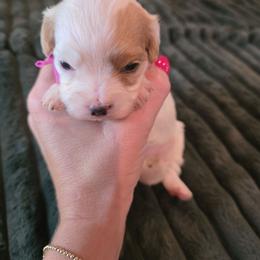 Pink- Cinnamon - female Cavapoochon puppy in Kountze, Texas from CaviCajun Kennels