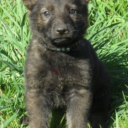 German Shepherd Puppies from Parsons German Shepherds