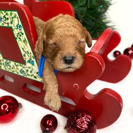 Jack - Red male Cavapoo puppy in Pleasant Grove, Utah from Puppy Buddy USA