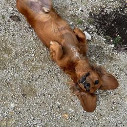 Dachshund All Grown Up from Good Neighbor Ranch Dachshunds