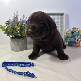 Blue - Chocolate male Labrador Retriever puppy in Newton Grove, North Carolina from Wayalife Labradors & Gsp’s