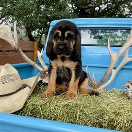 Girl 5 - Black and tan Bloodhound puppy in Vanderpool, Texas from Kiwi Hunting Services