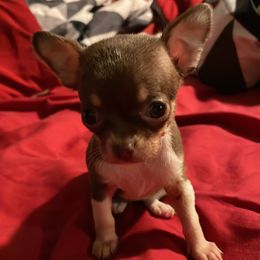 Chihuahua and Dachshund Puppies from Casey's Chihuahuas and Dachshunds