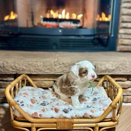 Mike Wheeler - Red merle male Aussiedoodle puppy in Dunn, North Carolina from Sandy Creek Kennels