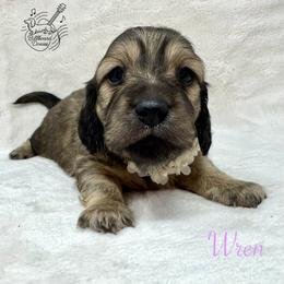 Wren - Cream female Dachshund puppy in Pulaski, Tennessee from Billboard Doxies