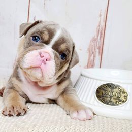 Bulldogs from Chrome Ridge Kennels