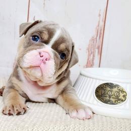 Bulldogs from Chrome Ridge Kennels