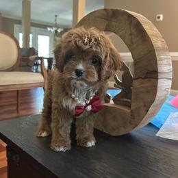 Brenda - Red female Cavapoo puppy in Mint Hill, North Carolina from DoodleForever