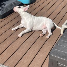Bull Terrier All Grown Up from Empire Bull Terriers