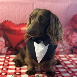 Milo - Dachshund