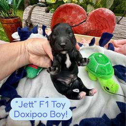 Jett - Black and white male Assorted Doodle Crosses puppy in Coal City, Indiana from Angel Blue Dogs