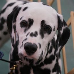 Dalmatians from Dracorn Dalmatians