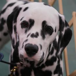 Dalmatians from Dracorn Dalmatians