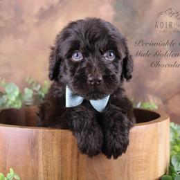 Bernedoodle, Goldendoodle, and Schnoodle Puppies from Adirondack Poodles Goldendoodles,Bernedoodles & Schnoodles
