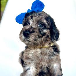 Mai Tai - Merle female Goldendoodle puppy in Mount Pleasant, Tennessee from Doodle My Heart