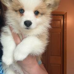 Orange - Red male Pembroke Welsh Corgi puppy in Glenwood, Minnesota from Minnewaska Corgi Co