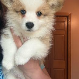 Orange - Red male Pembroke Welsh Corgi puppy in Glenwood, Minnesota from Minnewaska Corgi Co