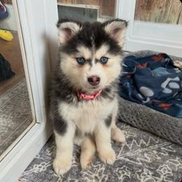 Loki - Black and white female Pomsky puppy in Mannington Township, New Jersey from Little Husky Hutt