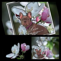 French Bulldog Puppies from Bully For You Kennels