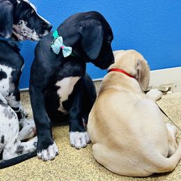 Great Dane Puppies from Florida Danes