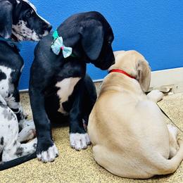 Great Dane Puppies from Florida Danes