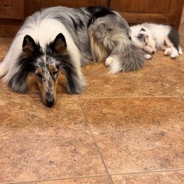 Collie Puppies from EverHeart Collies