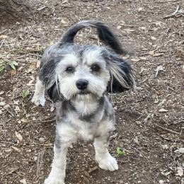 Butch - Havanese