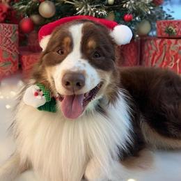 Australian Shepherd Puppies from Aussome Aussies