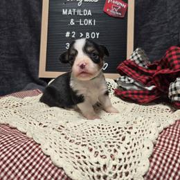 2 - green collar boy - Black and tan male Pembroke Welsh Corgi puppy in Harrisburg, Illinois from Parish Corgis