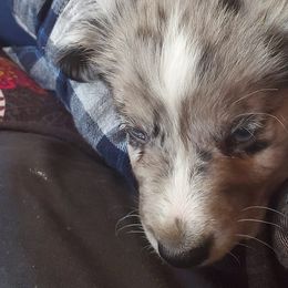 Australian Shepherds from Sweet Dreamin' Aussies