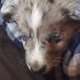 Australian Shepherds from Sweet Dreamin' Aussies