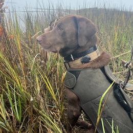 Groot - Labrador Retriever