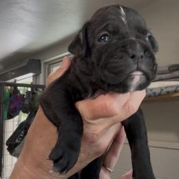 Liberty - Brindle female Boxer puppy in Taft, Tennessee from Hillbillie Boxers