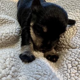 Matthew - Black and silver male Miniature Schnauzer puppy in Crestview, Florida from 850Schnauzers