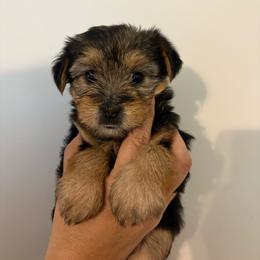 Cookie - Black and tan female Yorkshire Terrier puppy in Beulaville, North Carolina from Sunset Ranch