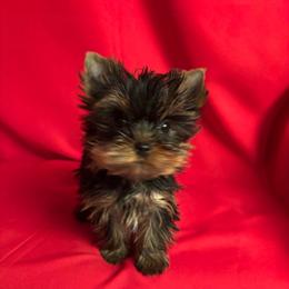 Boy 1 DS - Blue and gold male Yorkshire Terrier puppy in Alburnett, Iowa from Hobbs Shire Yorkies