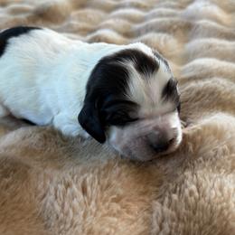 Chester - Tri-Roan male English Springer Spaniel puppy in Aberdeen, Idaho from vom King-Charles