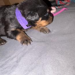 Pink girl - Black and mahogany female Rottweiler puppy in Colorado Springs, Colorado from Von Locher Rotties