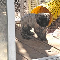 Bouvier des Flandres Puppies from Always Bouviers
