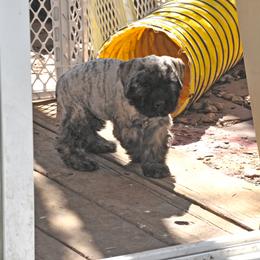 Bouvier des Flandres Puppies from Always Bouviers