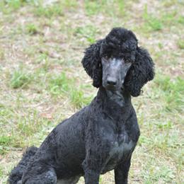 Krystal - Poodle
