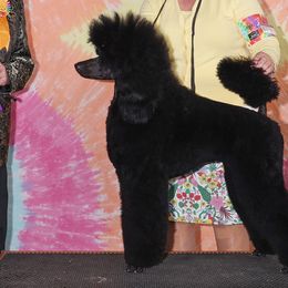 Poodles from Paterson Poodles