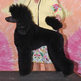 Poodles from Paterson Poodles