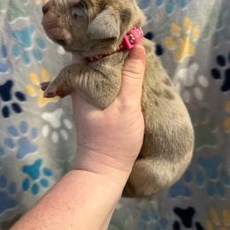 Pink collar - Merle female Great Dane puppy in Tyler, Texas from Blessed By Danes