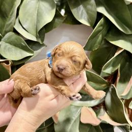 Girl 4 - female Goldendoodle puppy in Mesa, Arizona from Twinkle MiniDoodles